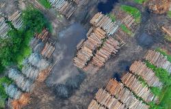 Deforestation and Democracy Shaping Brazil - A Conversation with GGF 2035 Fellow Natalie Unterstell. Deforestation and Democracy Shaping Brazil - A Conversation with GGF 2035 Fellow Natalie Unterstell.