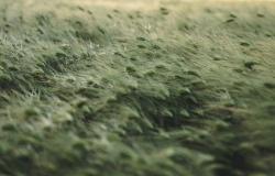 Modern Slavery in the United Kingdom: is There a Distinctly Rural Dimension? Modern Slavery in the United Kingdom: is There a Distinctly Rural Dimension?