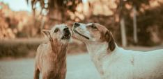 Compassion and Stray Dogs: What do politics and policy have to do with it Compassion and Stray Dogs: What do politics and policy have to do with it