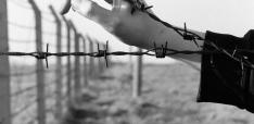 No “Nice-to-Have”: European Support to Critical Civil Society and Free Media No “Nice-to-Have”: European Support to Critical Civil Society and Free Media